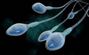 Infertilité : le sperme contient une protéine qui favorise l’ovulation