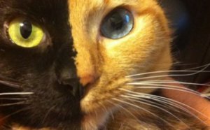 Venus, alias « double-face », le chat qui fait le tour du web!