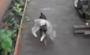 Un chien porte un chat