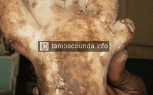 Découverte mystérieuse à Tambacounda : Un navet aux allures d’une main