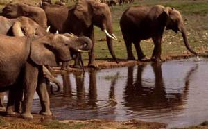 Bientôt plus d'éléphants au Burkina Faso?