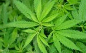 Baisse de la consommation de drogue dure : le cannabis en roue libre au Sénégal