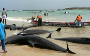 Thiès : Une grosse baleine s’échoue à Kayar
