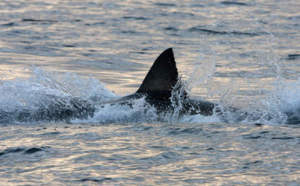 Un homme sauvé par un requin