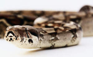 Le venin des serpents, un espoir contre le cancer