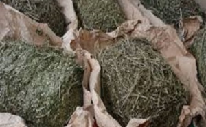 Trafic de chanvre indien: 175 kg d'«herbe qui tue» découverts sur le châssis d’un camion malien