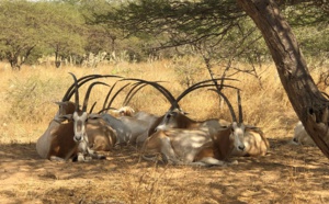 Affaire des gazelles Oryx: Pourquoi autant d’acharnement ? (Par Mamadou Diallo)