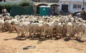 Effets collatéraux de la crise malienne : Une dizaine de camions chargés de moutons bloqués à Bamako