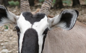 La gazelle, "un fétiche doux", selon un guérisseur