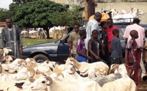 Covid -19 / Mesures barrières dans les foirails: Ces recommandations impossibles à...