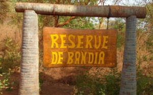Sindia: 556 ha soutirés de la forêt classée de Bandia