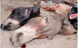 Pikine : arrestation d’un boucher qui vendait de la viande d’âne