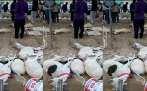 Drame à Sacré-Coeur: Un Vendeur de moutons vient de perdre son cheptel par intoxication alimentaire (Vidéo)