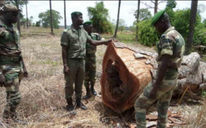 Sénégal - Trafic ce bois de Vène: La Gambie encore au cœur du scandale