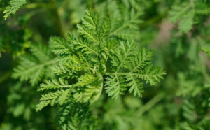 Covid-19: Les essais cliniques de l’Artemisia vont bientôt démarrer