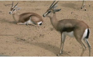 Affaire des gazelles Oryx: Ranérou prévient et donne un ultimatum