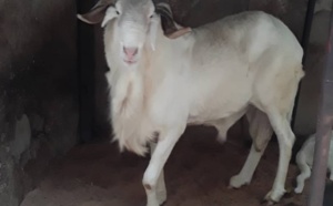 A vendre ce mouton de race +221 77 012 07 07