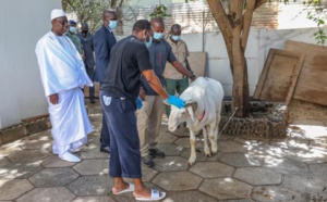 En images - Le bélier de Macky Sall
