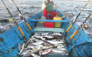  A Foundiougne, le poisson baisse et l’inquiétude grandit
