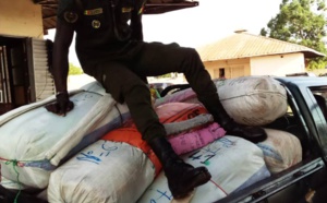 LUTTE CONTRE LE TRAFIC INTERNATIONAL DE STUPEFIANTS: 456 kg de chanvre indien saisis en 24h par la subdivision des Douanes de Fatick