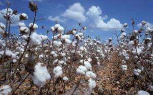 Tambacounda: la Sodefitex récompense le plus grand producteur de coton du pays