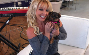 Britney Spears : sa chienne a un compte twitter