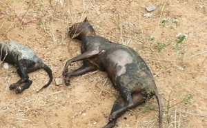 Coupures de courant à Sakal et environ: Voici les chiens à l'origine de l'incident