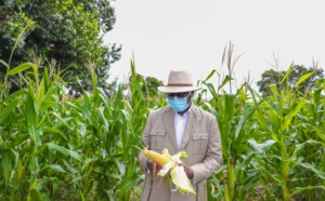 Macky Sall à Keur Socé: Visite des champs de la COPAR de 8 500 ha (Photos)