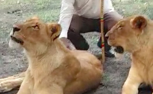 Macky Sall relance le tourisme local avec de vrais lions  ( Vidéo ) 