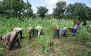 Impact Covid-19 / ANSD: " Les agriculteurs sont les moins touchés"