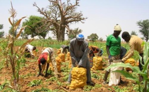 FAO - Au Sénégal, on perd 100 milliards FCfa par an, après les récoltes