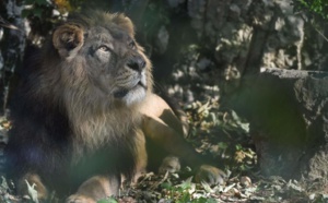 Oussouye: La présence d'un lion perturbe les populations
