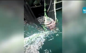 URGENT / DIRECT: Altercation entre les pêcheurs artisanaux de Cayar et des bateaux étrangers