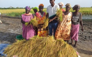 Fatick : Mamadou Ngom Niang donne suite à l’appel du Président Macky Sall, pour un retour vers l’agriculture