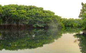 Ziguinchor: 30 millions FCfa des Eaux et Forêts pour la restauration de la Mangrove