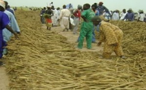 Récoltes Khelcom 2020: Des milliers de ‘’thiantacounes’’ ont répondu à l’appel de Serigne Saliou Thioune