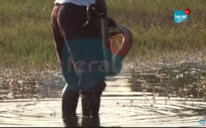 VIDEO - Incroyable: Il traque en direct 2 boas sous l'eau à Lac Rose !