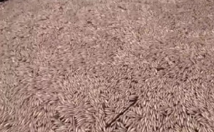 Urgent-Catastrophe écologique signalée à Mbao : la mort de centaines milliers de petits poissons constatée au niveau du Marigot