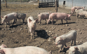 Diourbel / Divagation des porcs: le Préfet met fin à la cacophonie