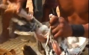 Incroyable! Le magicien tue un poulet et lui redonne la vie