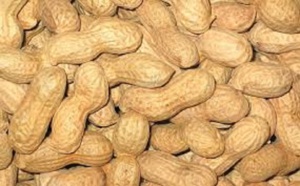 Hausse du prix du kilogramme d’arachide au producteur: A Diourbel, le montant jugé acceptable, mais…