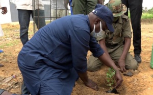 Grande Muraille verte: " La vision du Président Macky Sall est beaucoup plus ambitieuse que celle de Wade"