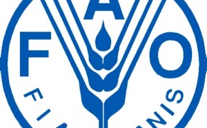 Les réserves mondiales de céréales estimées à 495 millions de tonnes