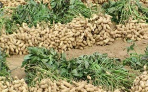 Campagne de commercialisation agricole: Le Président Macky Sall instruit à un déploiement sur le terrain