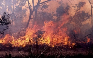 Ndiaw Bambali: un incendie réduit 60 tonnes de mil en cendres