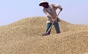 Blocage du marché chinois: Au bassin arachidier, producteurs, opérateurs et ouvriers agricoles crient leur amertume