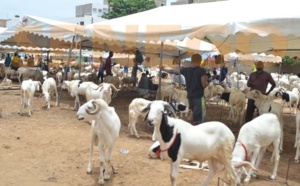 Moutons de Tabaski: Le Sénégal enregistre un surplus de 17, 42 % en 2020
