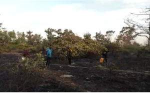 VIDEO: Incendie à la forêt classée de Mbao : Sapeurs-pompiers et agents des Eaux forêts désertent