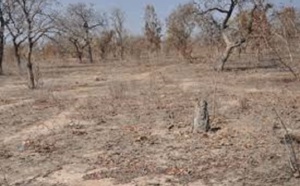Paysages dégradés, productivité agricole en baisse: La BM va injecter près de 2 687 milliards de FCfa pour les zones arides d'Afrique
