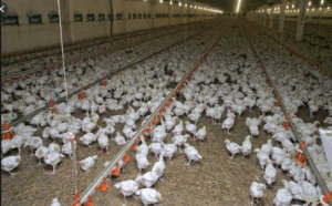 Mauritanie : L’importation de la volaille et ses dérivés en provenance du Sénégal, suspendue